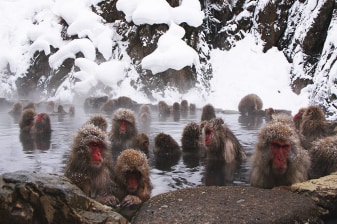 11-Hour Snow Monkey Park Tour in Nagano with Jigokudani
