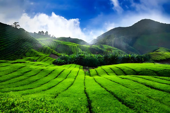 10-Hour Munnar Tea Plantation Trek with Eravikulam and Old Munnar