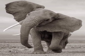 15-Day Cape Town and Garden Route Tour with Botlierskop Safari