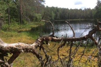6-Hour Hyvinkää Hike from Helsinki with Forest Picnic