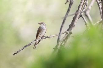 4-Day Kalamos Wildlife Tour with Field Station and Night Exploration
