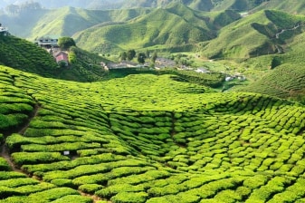 1-Day Cameron Highlands Private Tour with Tea Estate and Strawberry Farm