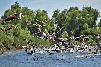 5-Day Danube Delta Tour from Bucharest with Sulina and Letea Forest