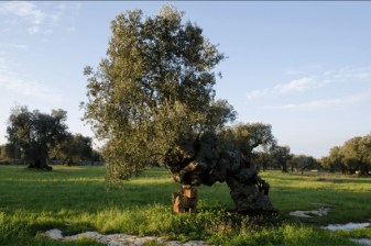 6-Hour Masseria and Ostuni Tour with Olive Oil Tasting