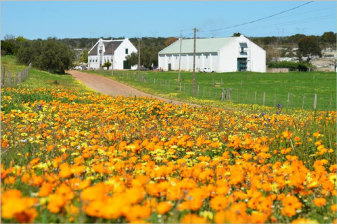 8-Hour Langebaan Game Drive and Wine Tour from Cape Town