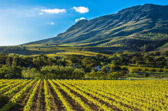 8-Hour Stellenbosch Wine Tour from Cape Town with 3 Estate Visits