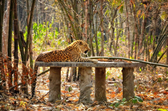 2-Day Gorumara Wildlife and Cultural Tour with Eco Village Stay