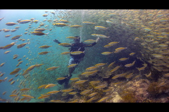 1-Day Introductory Scuba Dive in Kota Kinabalu at Tunku Marine Park