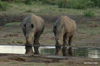 4-Day Kruger National Park Safari from Johannesburg with Panorama Route
