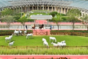 5-Hour Arabian Horses and Education City Tour in Doha