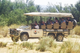 2-Day Wildlife Safari from Cape Town with Open-Air 4x4 Game Drive