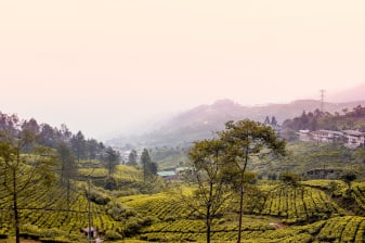 Full-Day Puncak Tea Plantation and Taman Safari Tour from Bogor