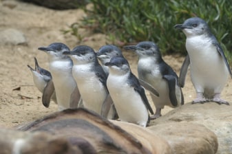 1-Day Phillip Island Wildlife Tour with Penguin Parade and Koalas