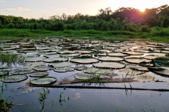 4-Day Amazon Jungle Expedition from Iquitos with Yarapa Camping