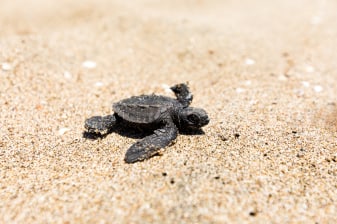 5-Hour Turtle Sanctuary Experience in Mazatlán with Mangrove Kayaking