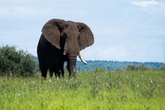 5-Day Kruger National Park Safari with Blyde River Canyon