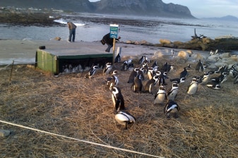 8-Hour Betty's Bay Nature Tour with Penguins and Botanical Gardens