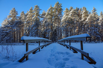 5-Hour Nuuksio National Park Tour from Helsinki with a Biologist