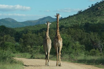4-Day Pilanesberg Safari from Johannesburg with Sun City Visit