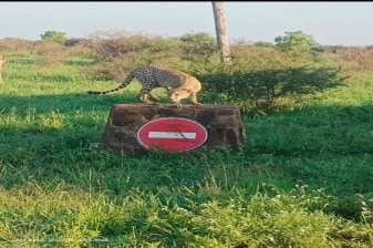 4-Day Kruger National Park Safari with the Panorama Route