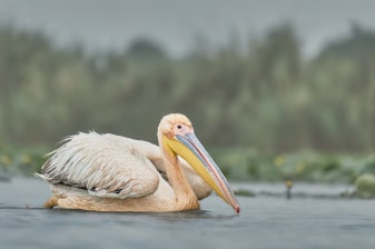 3-Hour Danube Delta Birdwatching Tour with Carasuhat Wetlands