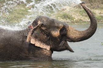10-Day Nepal Sightseeing Tour with Chitwan Safari and Lumbini