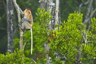 7-Day Sabah Nature and Wildlife Tour from Kota Kinabalu