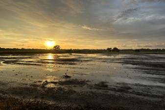 90-Minute Balik Pulau Buggy Ride through Paddy Fields to Malindo Beach