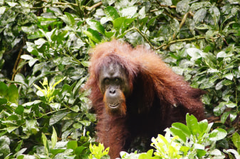 3-Day Kinabatangan Wildlife Cruise from Sandakan with Sepilok