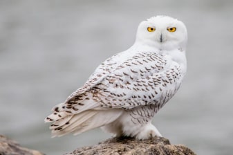 8-Hour Snowy Owl Spotting Tour from Saskatoon with Spotting Scope