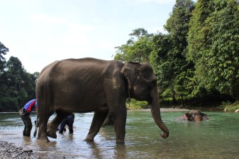 3-Day Tangkahan and Bukitlawang Adventure with Jungle Trekking