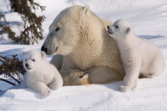 6-Hour Ounasvaara Hike and Ranua Zoo Tour with Arctic Wildlife