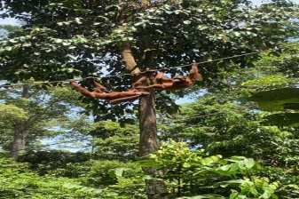 1-Day Wildlife Tour from Sandakan with Sepilok and Canopy Walk