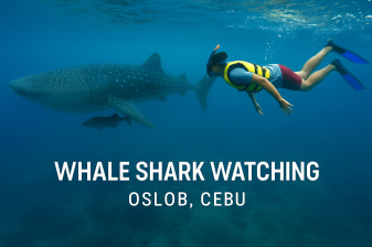 1-Day Whale Shark Watching Tour in Oslob with Tumalog or Sumilon