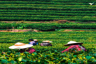 Full-Day Tea-Making and Paper-Craft Tour in Kunming with Aini Trek