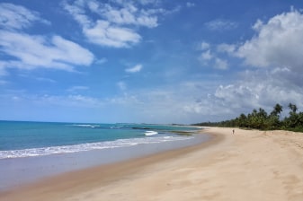 8-Hour Praia do Forte Excursion with Tamar Project Visit
