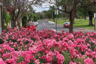 2-Hour North Adelaide Walking Tour with Wellington Square Heritage