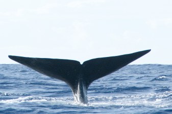 1-Day Cape Town and Hermanus Tour with Whale Watching and Wine