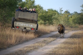 1-Day Kruger National Park Safari from Maputo with Big Five Viewing