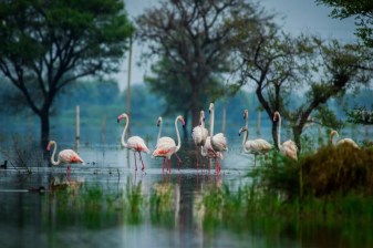 8-Hour Keoladeo National Park Birdwatching Tour from Agra