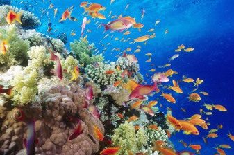 5-Hour Dahab Snorkelling Tour to Three Pools with Beach Lunch