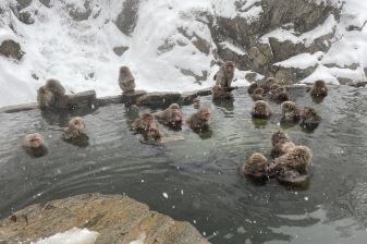 1-Day Snow Monkey Tour in Nagano with Obuse Sake and Hokusai Museum