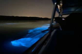 7-Hour Kuala Selangor Fireflies Tour with Blue Tears Watching