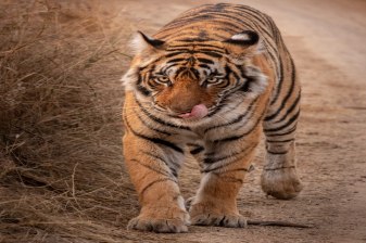 5-Hour Panna National Park Safari from Khajuraho with Private Jeep