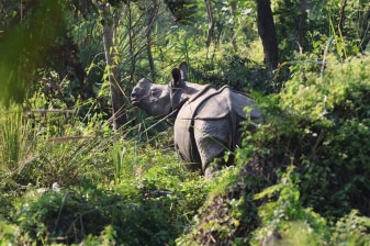 3-Day Chitwan Jungle Safari with Rapti River Canoeing and Tharu Culture
