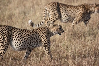 1-Day Safari Tour from Cape Town through Ceres with 4X4 Game Drive