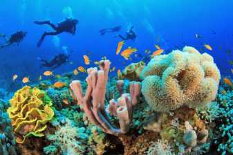 8-Hour Scuba Diving Tour in Sharm El Sheikh with Ras Mohammed