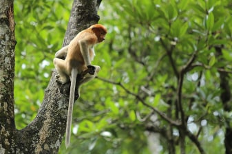 Full-Day Samboja Wildlife and Mangrove Tour from Balikpapan