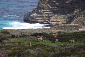 9-Hour Cape Town Peninsula Tour with Penguins and Cape Point