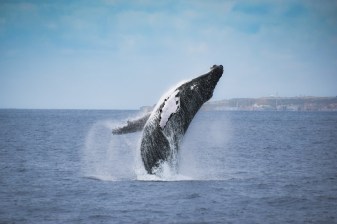 3-Hour Whale Watching Tour in Ponta Delgada with Marine Biologist